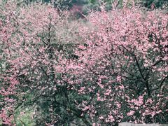 -南山植物园