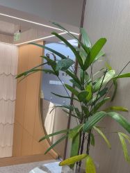 -杜卡诗salon
