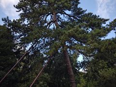 -香山公园