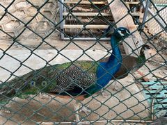 -北京鹿世界主题园