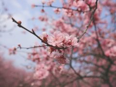 -秀丽东方
