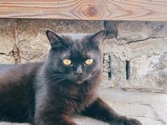 -喵屿·大理花园猫咖