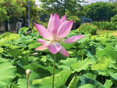-厦门园林博览苑