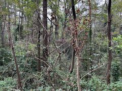 -青龙山国家森林公园