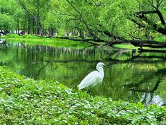 -上海共青森林公园