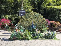 -西双版纳原始森林公园