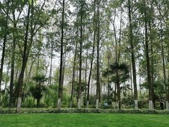 -合肥滨湖国家森林公园