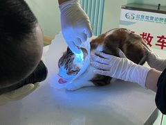 -北京观赏动物医院·24小时大型综合·猫专科·异宠专科