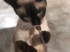 -more than meow吴止猫主题餐厅(承德 中船汇店)