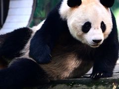 -中国大熊猫保护研究中心雅安碧峰峡基地