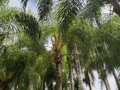 -西双版纳原始森林公园