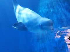 -多彩贵州城极地海洋世界