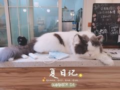 -IYO矮哟猫主题休闲馆·猫咖(南山店)
