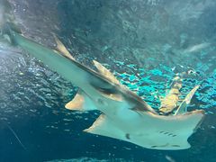 -上海海洋水族馆