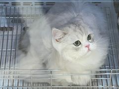 -佐罗家宠物馆·猫文化馆(紫霞路店)