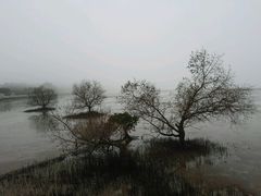 -宝安西湾红树林湿地公园