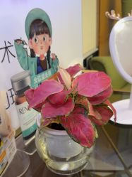 点击看大图 -正璞医疗美容·皮肤修复·微整注射