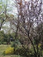 -盆景园(扬州大运河文化旅游度假区)