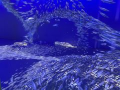 -海合安武汉极地海洋公园