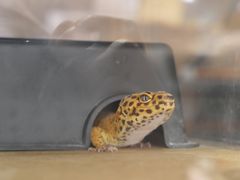 -酷以爬仙阁实体爬宠店·守宫·蜥蜴·专业繁育