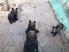 -西霞口神雕山野生动物世界