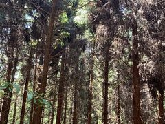 -武陵山森林公园