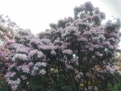 -梧桐山风景名胜区