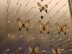 -陕西自然博物馆