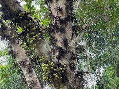 -中国科学院西双版纳热带植物园