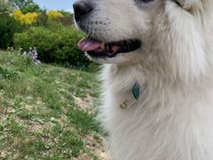 -乐琪宠物(青塔西路店)