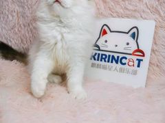 -十年猫舍·猫咪专门店(普陀店)
