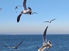 -悦海公园