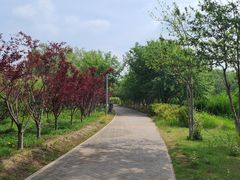 -大兴滨河森林公园