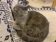 -平行世界·猫咖(首经贸店)