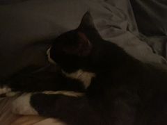 -中农大我爱我爱动物医院·核磁CT·猫病·24小时夜诊中心(石佛营店)