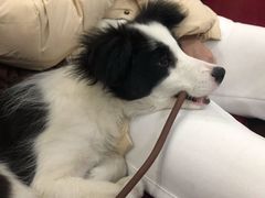 -贝康宠物医院·犬猫全科·小动物特色诊疗中心(东环路店)