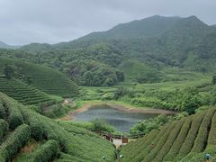 -龙坞茶村