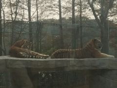 -上海野生动物园老虎餐厅