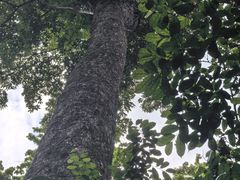 -西双版纳原始森林公园