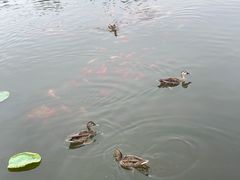 -前关湿地公园