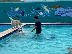 -趣玩宠物乐园寄养训犬训狗游泳池