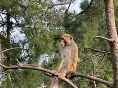 -重庆雨台山风景区