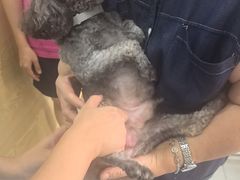 -芭比堂动物医院·心脏科·老年急重症·夜诊·吉雅分院