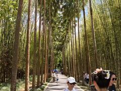 -西双版纳原始森林公园