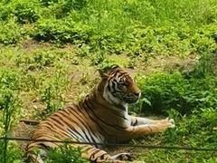 -哈尔滨北方森林动物园