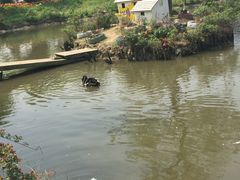 -鹅湖玫瑰文化园