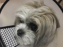 -瑞派福兴宠物医院犬猫全科·骨科·中西医结合(河东店)