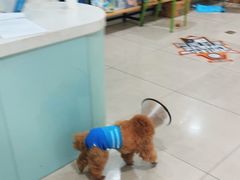 -佳雯宠物医院·皮肤科·内外科(春晓路分院)