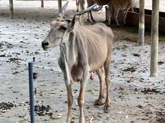 -深圳野生动物园