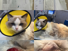 -福懋动物医院·犬猫全科·外科·重症科(杏林分院)